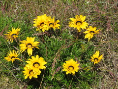Gazania pectinata