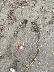 Cervus elaphus elaphus