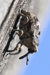 Eutyrhinus meditabundus