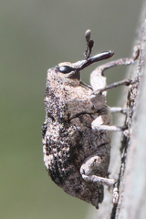 Eutyrhinus meditabundus