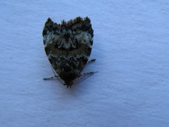 Choreutis diana