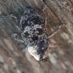 Eutyrhinus meditabundus