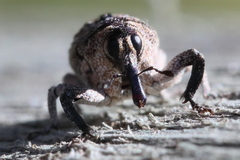 Eutyrhinus meditabundus