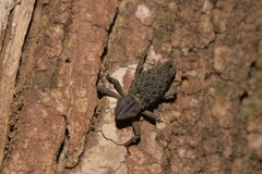 Poropterus ellipticus