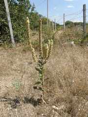 Verbascum ovalifolium