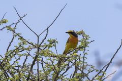 Telophorus sulfureopectus similis