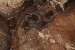 Miniopterus natalensis