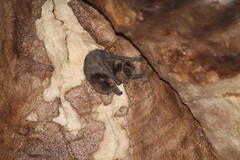 Miniopterus natalensis