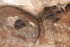 Miniopterus natalensis