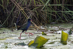 Porphyrio alleni
