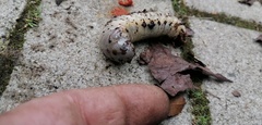 Oryctes nasicornis