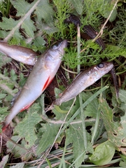Leuciscus idus