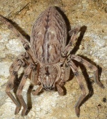 Eusparassus levantinus
