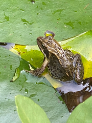 Rana temporaria