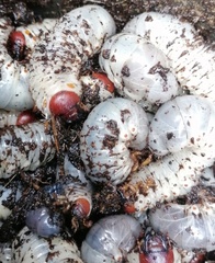 Oryctes nasicornis