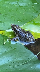 Rana temporaria