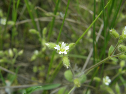 European chickweed (Cerastium pumilum)
