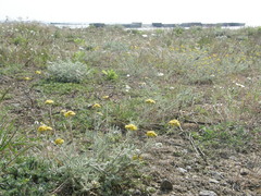 Achillea leptophylla