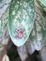 Carrhotus xanthogramma