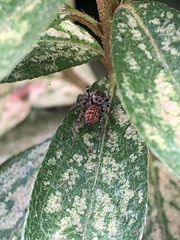 Carrhotus xanthogramma