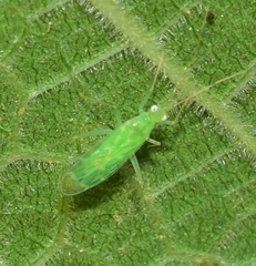 Zanchius breviceps