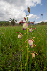 Eulophia coeloglossa