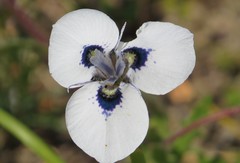 Moraea aristata