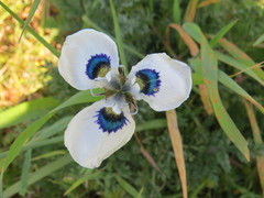 Moraea aristata