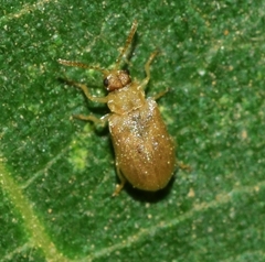 Monoxia obesula