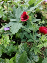 Potentilla thurberi