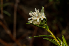 Pimelea stricta