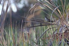 Bradypterus baboecala