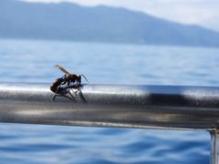Polistes tenebricosus