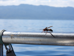 Polistes tenebricosus