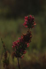 Erica verticillata