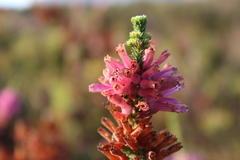 Erica verticillata