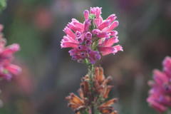 Erica verticillata