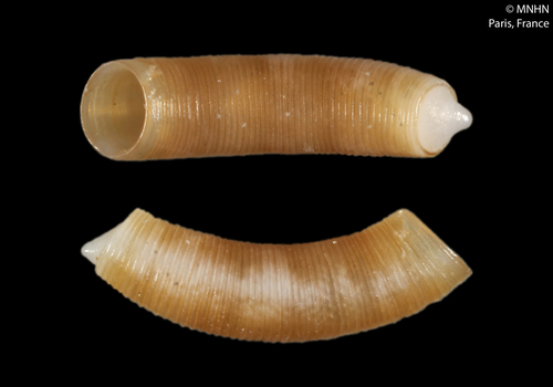 Caecum trachea