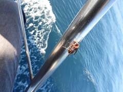 Polistes tenebricosus