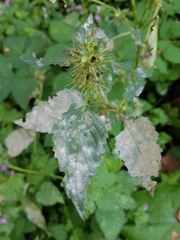 Neoerysiphe galeopsidis