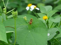 Eristalinus quinquestriatus