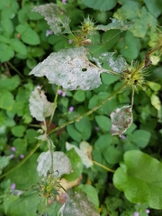 Neoerysiphe galeopsidis