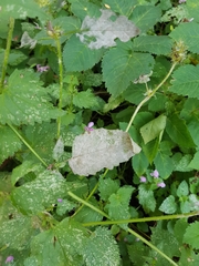 Neoerysiphe galeopsidis