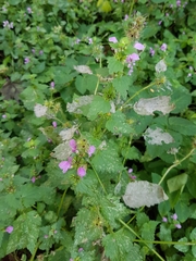 Neoerysiphe galeopsidis