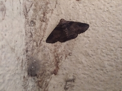 Pericyma