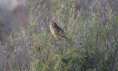 Sphenoeacus afer afer