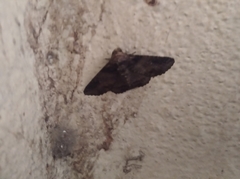 Pericyma