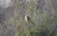 Sphenoeacus afer afer