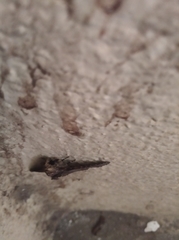 Pericyma