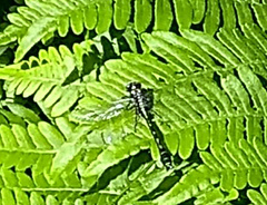 Hylogomphus adelphus